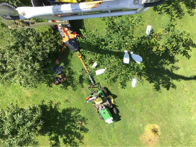 View from rented lift over pollinated mother trees. Our team has no fear of heights