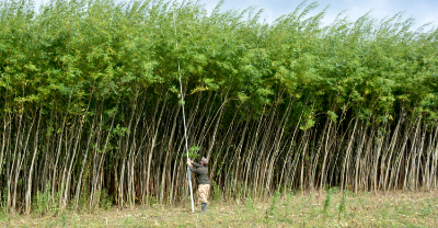 Researcher working with woody biomass in the field.