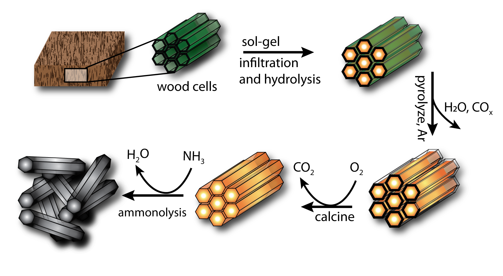 Inverse biometric templating of wood cells with inorganic oxides.