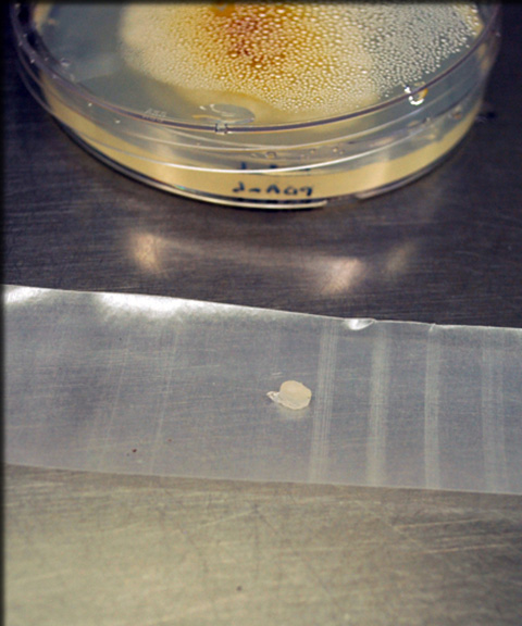 sample in a petri dish