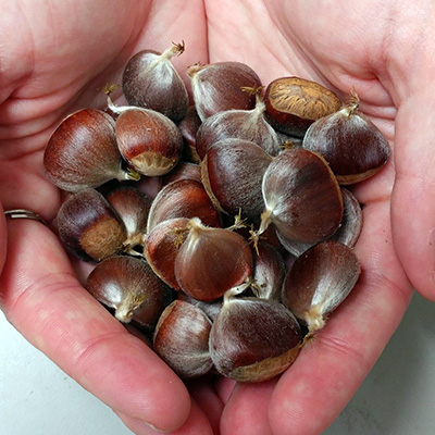 hand holding chestnuts