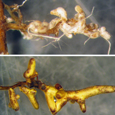 mycorrhizal fungi root tips 