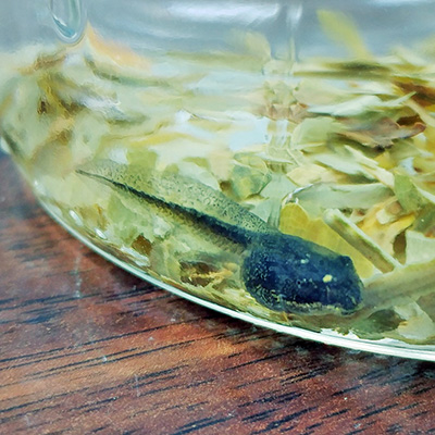 tadpoles in a jar