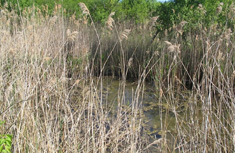 Wetlands