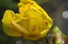 Bladderwort
