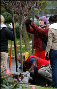 tree planting