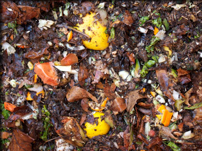 Images from Composting Project revealing.