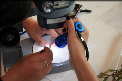 Images from the Bioblitz
