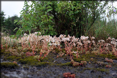 Images from the Bioblitz