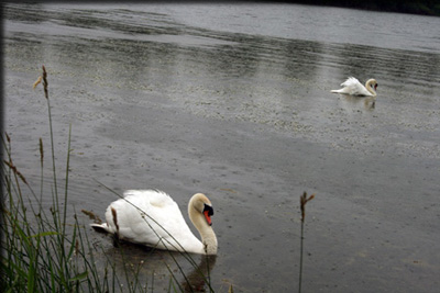 Images from the Bioblitz