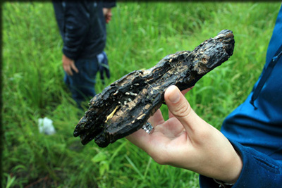 Images from the Bioblitz