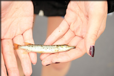Images from the Bioblitz