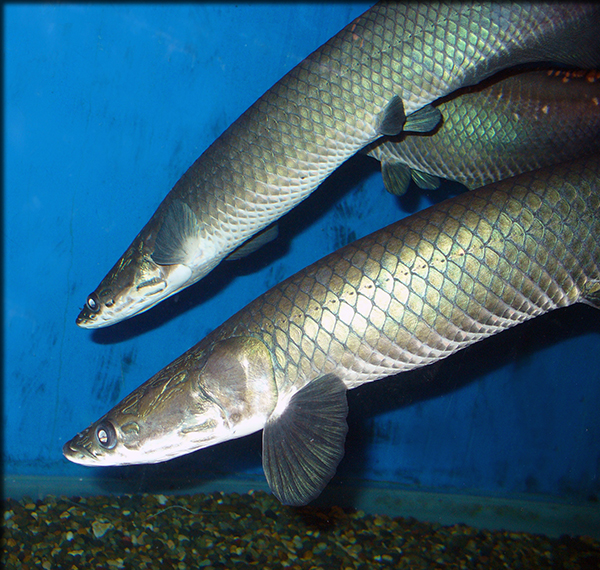 These arapaima, photographed in a public aquarium in the Ukraine, appear to be the new species recently described by Dr. Donald Stewart of ESF. They clearly show the elongated sensory cavity as a dark bar on the lower side of the head, a feature that is known only for <em>A. leptosoma.</em>