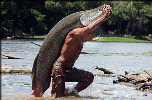 Image by Sergio Ricardo de Oliveira