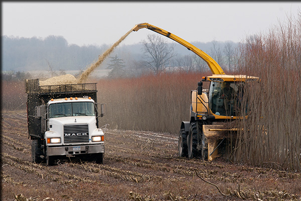 Harvesting shrub willow