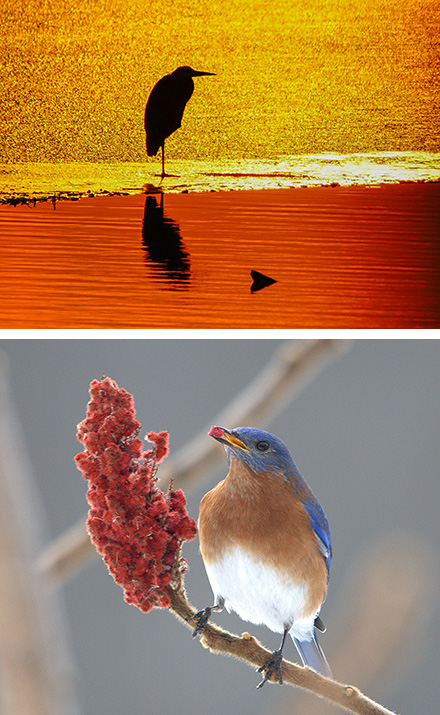 The bluebird image is by Cheryl Lloyd and the sunrise is by John Savage