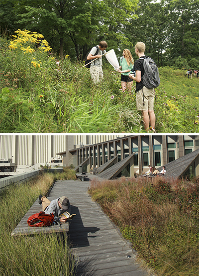Above: students on the no-mow hillside zone. Below: green roof on the ESF Gateway Center; all the plants are native species from eastern Lake Ontario dunes and alvar pavement barrens at the northeastern end of Lake Ontario.