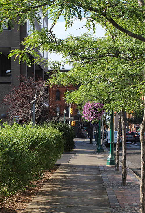 Trees along street in downtown Syracuse