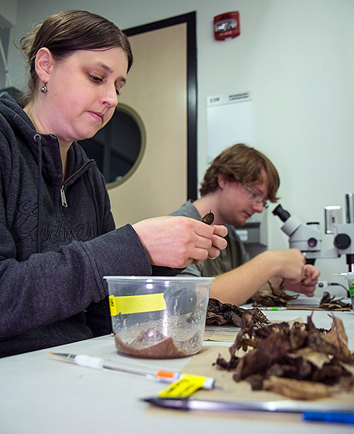 Research technician Cody Gilbertson, left, and undergraduate Ashton Yost prepare snails for transfer from an ESF lab to Chittenango Falls. The snails were relocated to the falls this week.