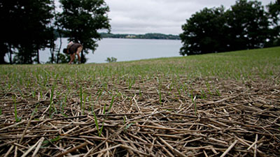 First plants emerging in a recently planted meadow in Skaneateles