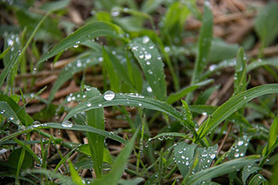 water drops on young meadow plants