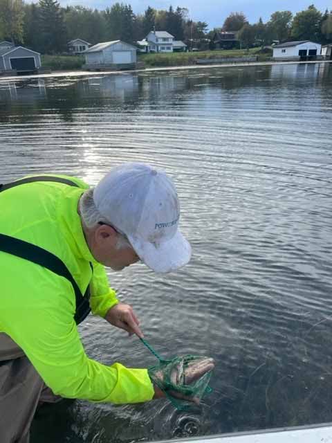 Philip ling seins with crew and releases recaptured musky fingerling