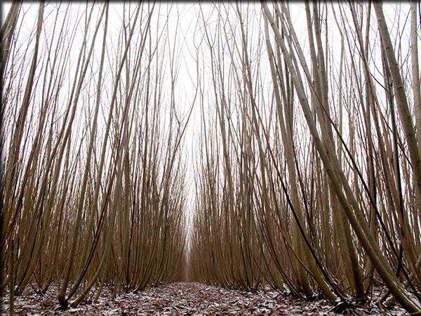 Mature willow crops in the winter