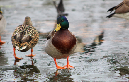 Eastern Mallards