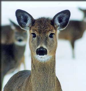 deer looking at camera