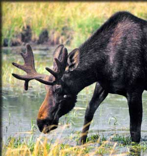 moose