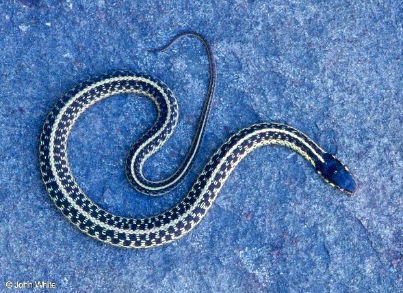 Eastern Garter Snake