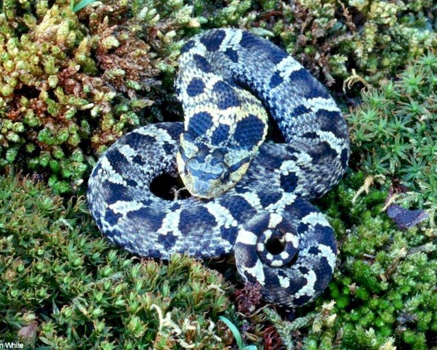 Eastern Hog Nose Snake