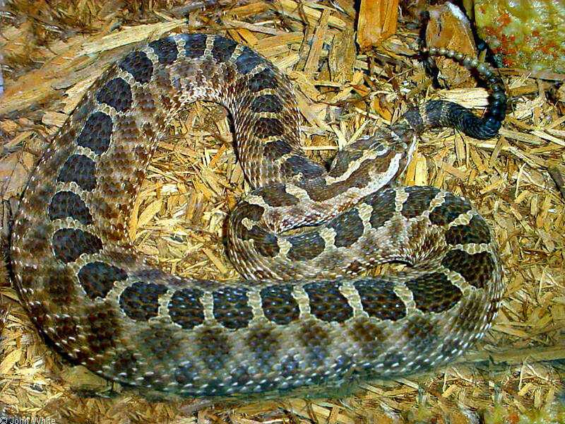 Eastern massasauga