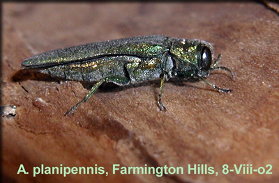 emerald ash borer