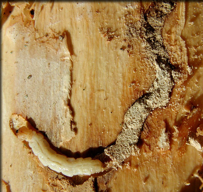 emerald ash borer
