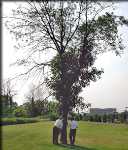 emerald ash borer