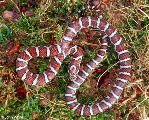 Eastern Milk Snake