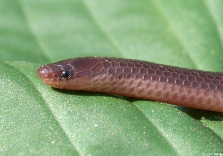 Eastern Worm Snake