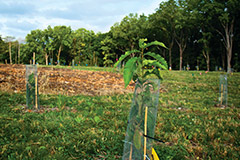 American Chestnut plants at Lafayette road experiment station