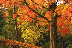 Trees with orange and red colored leaves