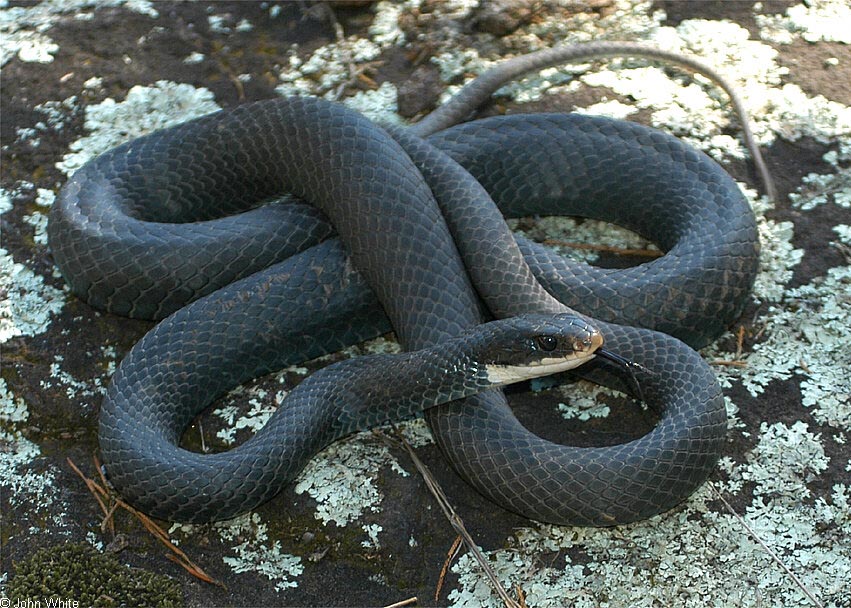 Northern Black Racer