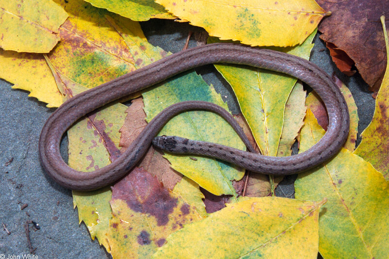 Northern Borwn Snake