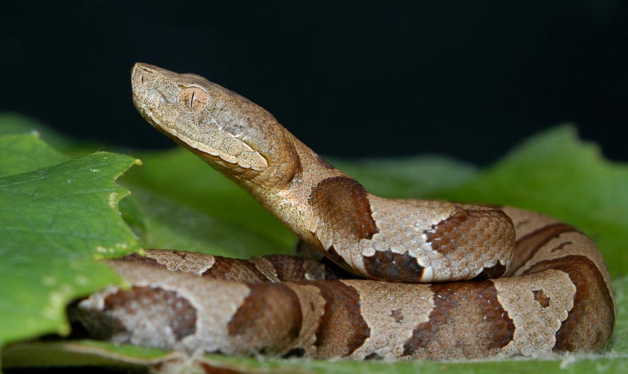 Northern Copperhead