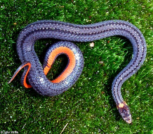 Northern Redbelly Snake