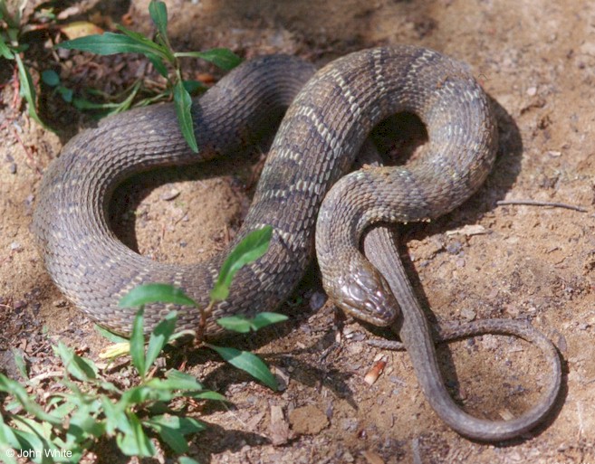 Northern Water Snake