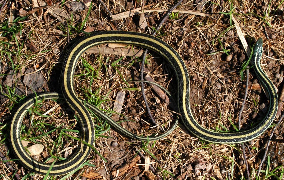 Ribbon Snake