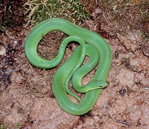 Smooth Green Snake