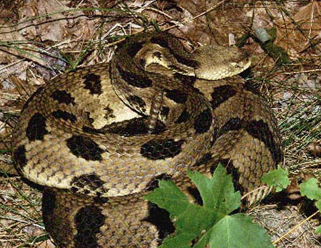 Timber Rattlesnake