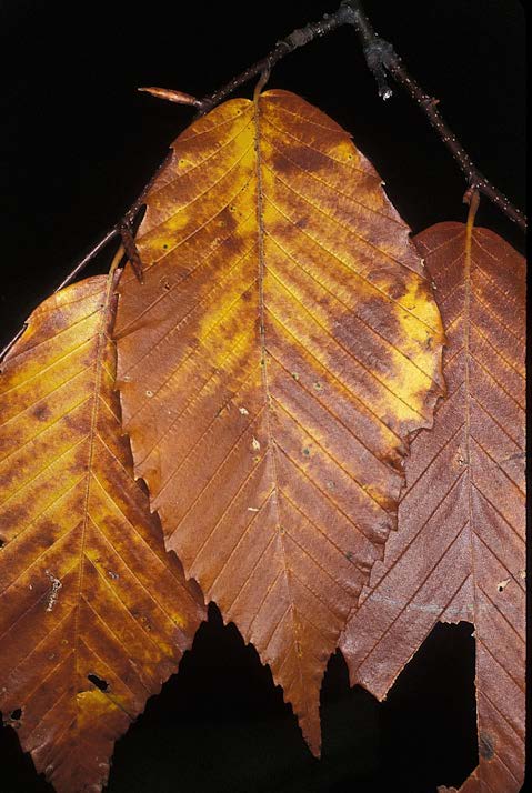 fall tree