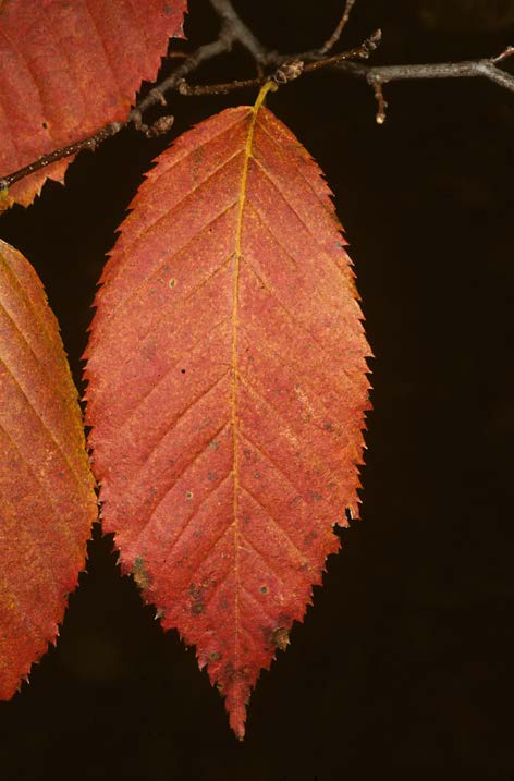 fall tree